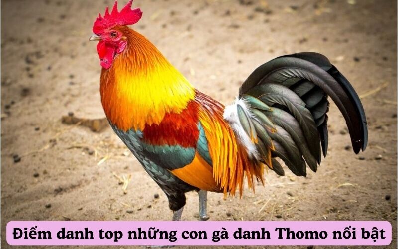 Điểm danh top những con gà danh Thomo nổi bật