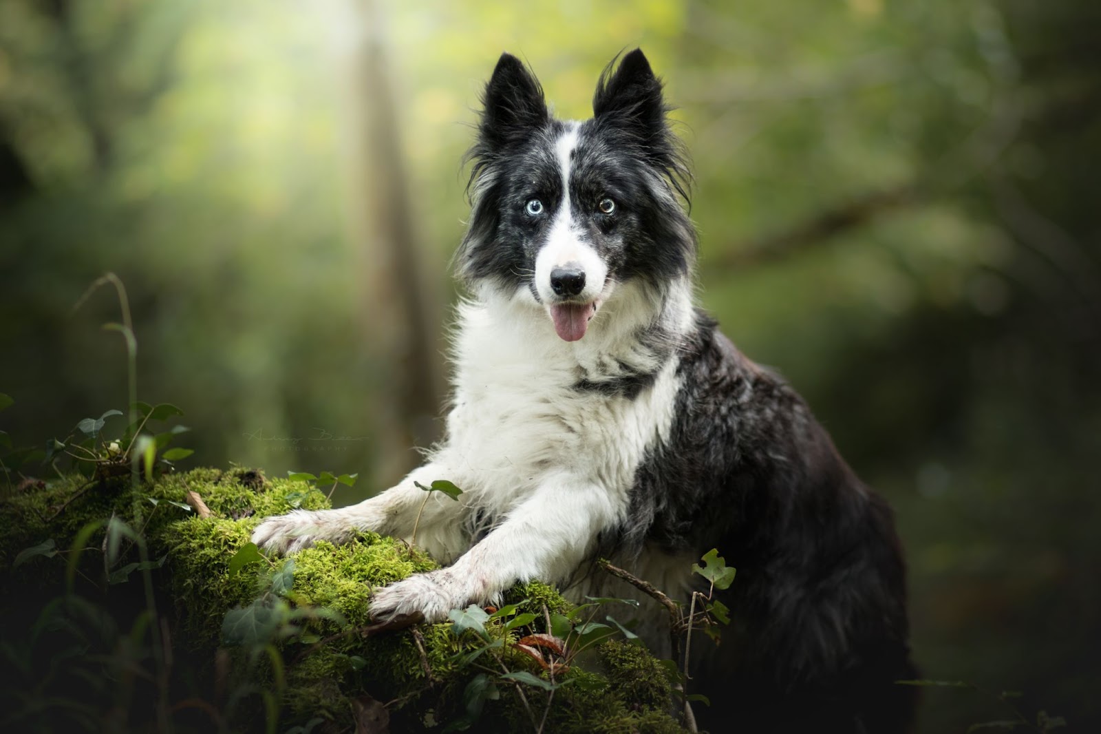 Border Collies In Texas