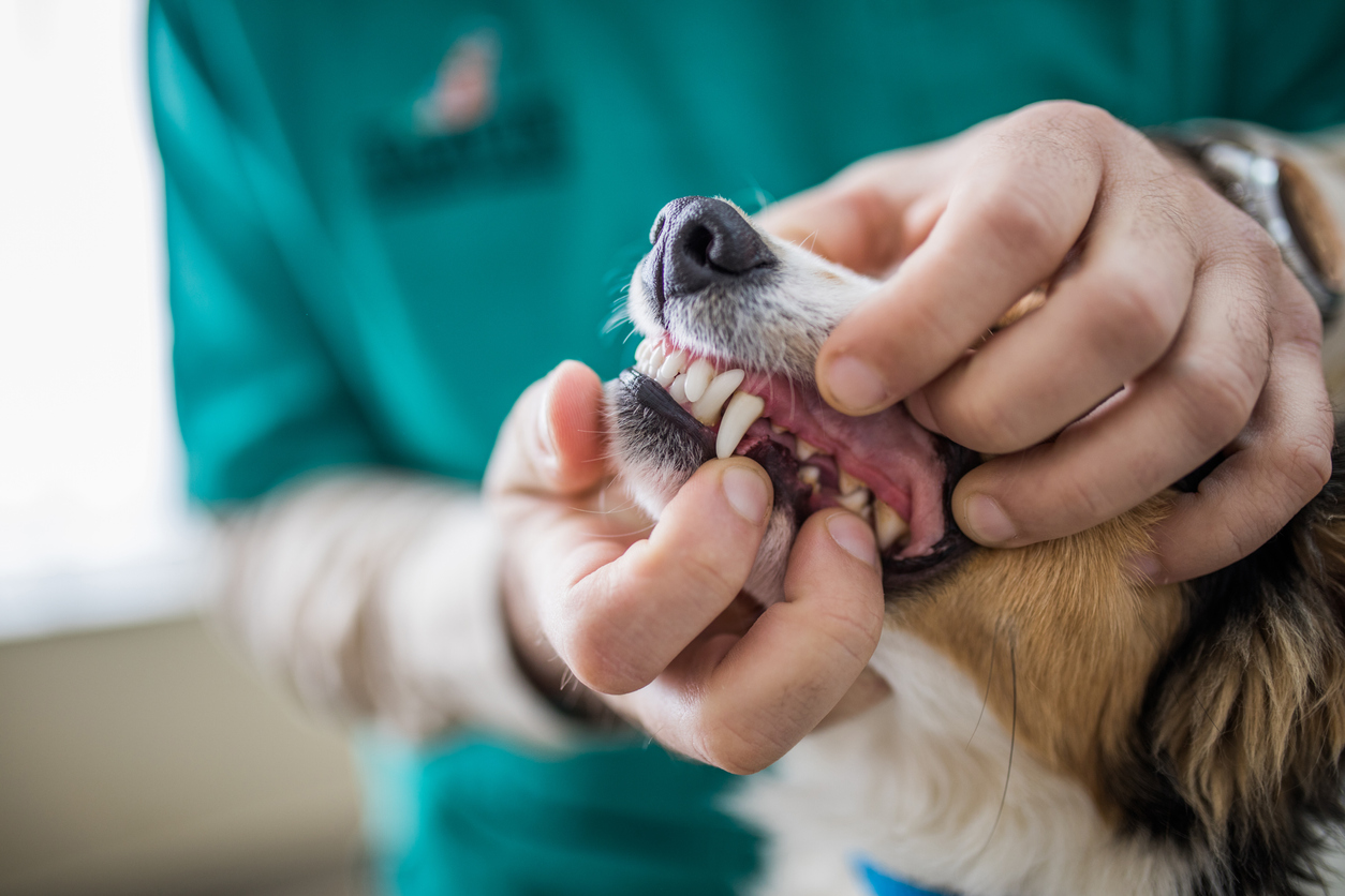 dog first teeth cleaning