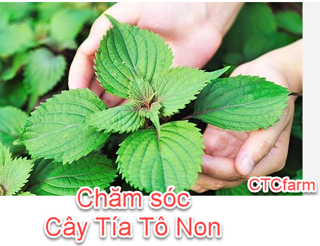 Hướng Dẫn Cách Trồng Cây Tía Tô - Bí Quyết Để Rau Gia Vị Luôn Tươi Tốt ctcfarm