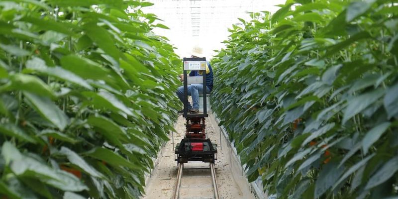 Case Studies and Success Stories in Smart Agriculture