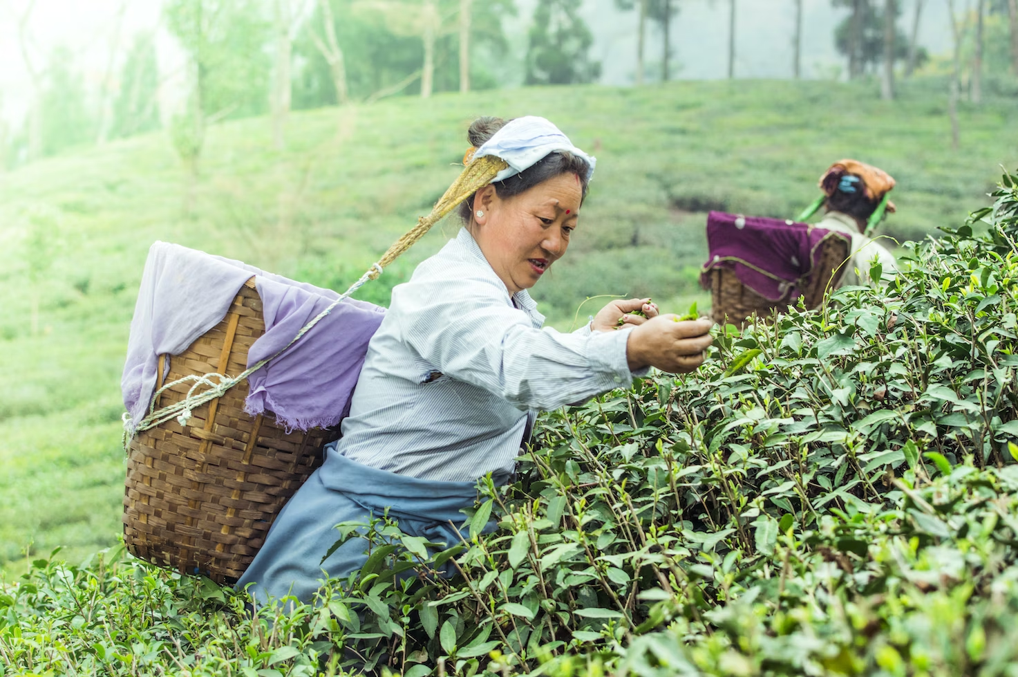 Woman plucking tea leaves on tea plantation