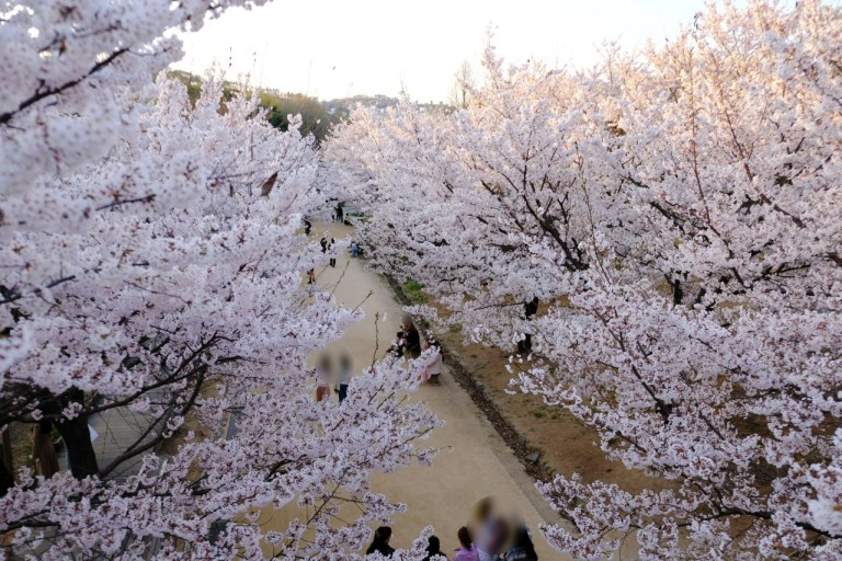 2024年4月に渡韓する人必見！桜が綺麗な観光地5選を紹介