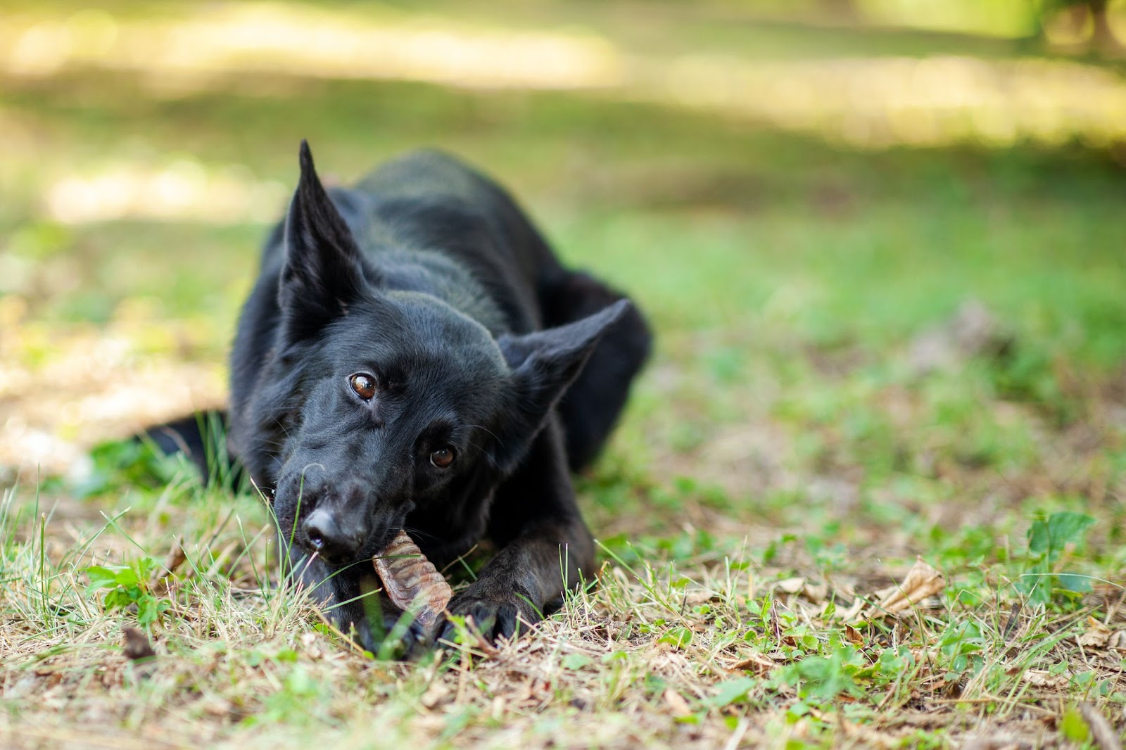 A dog chewing his toy.