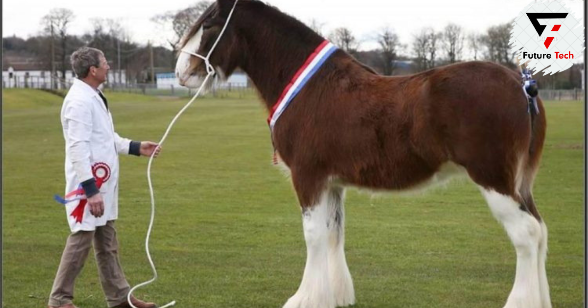 A Clydesdale Horse: What Does It?
