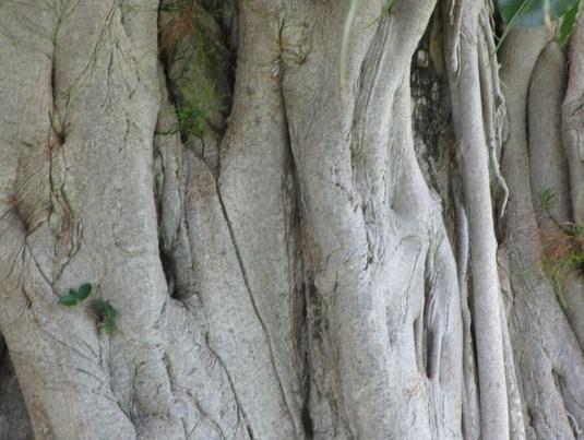 batang pohon bodhi