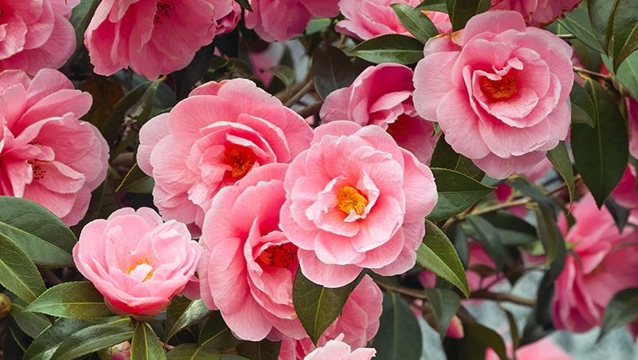 Camellias (Camellia spp.)