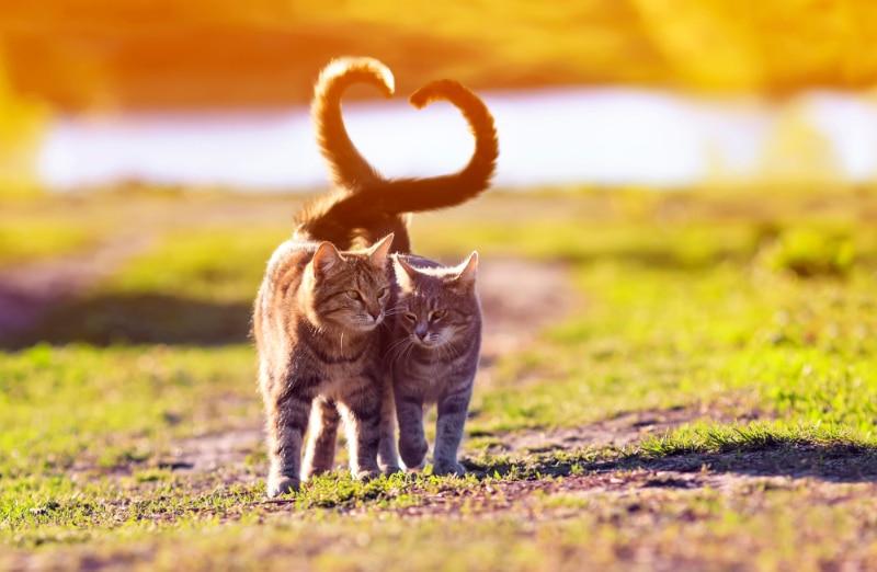 gatos atigrados caminando y retorciendo la cola en forma de corazón