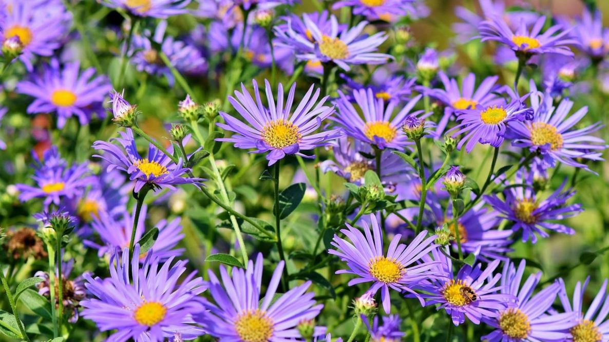 Aster (Aster sp.)