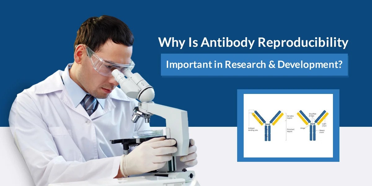 Antibody Manufacturing