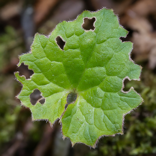 Potential Problems and Solutions for Coltsfoot