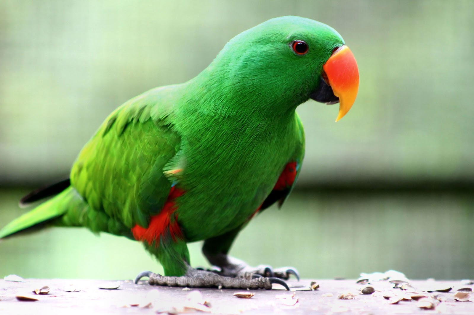 Eclectus Talking Parrot