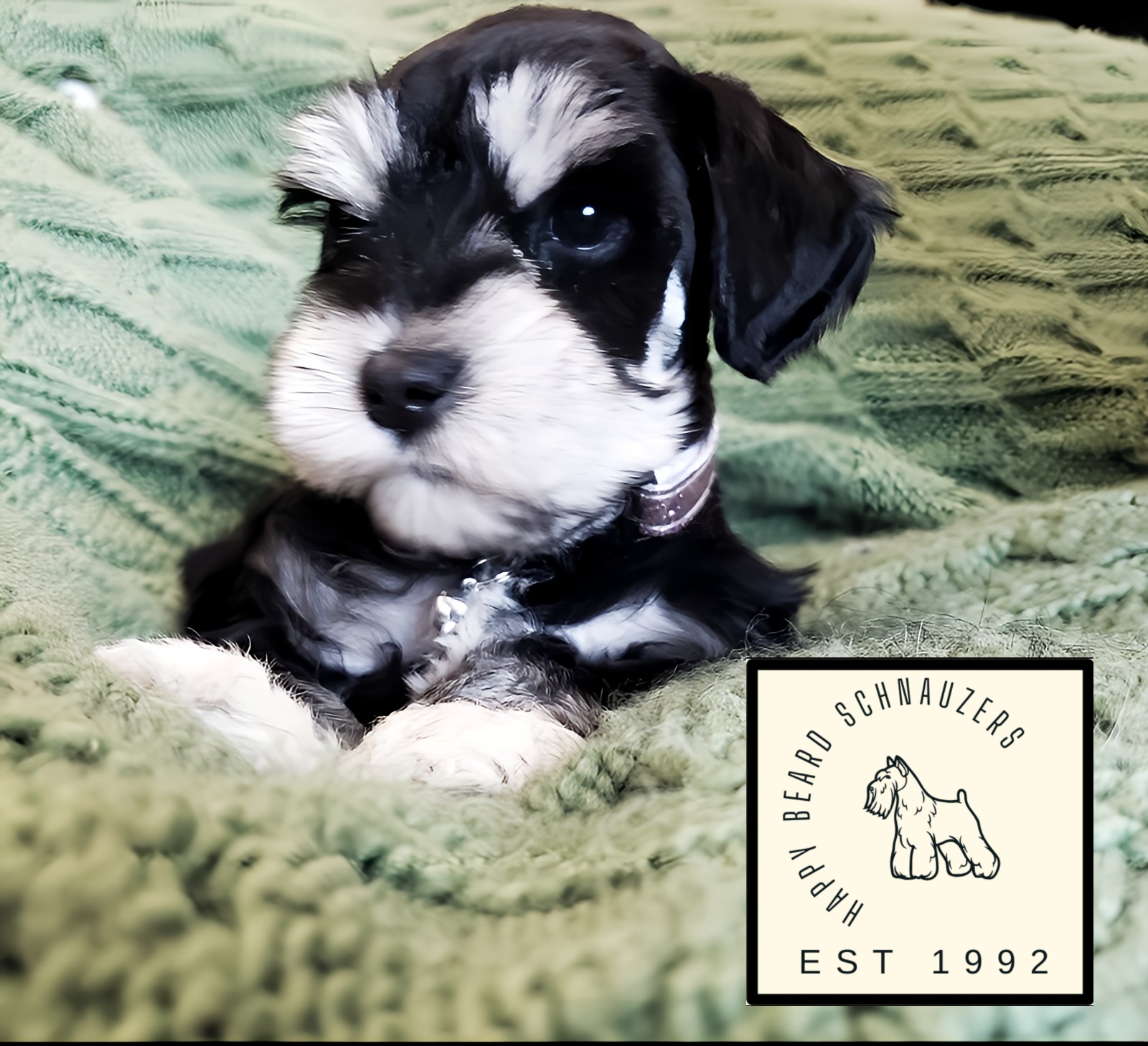 Black & Silver miniature schnauzer puppy