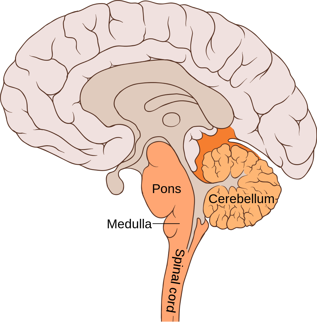 Image result for brain stem