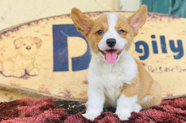 A dog sitting on a blanket

Description automatically generated with low confidence