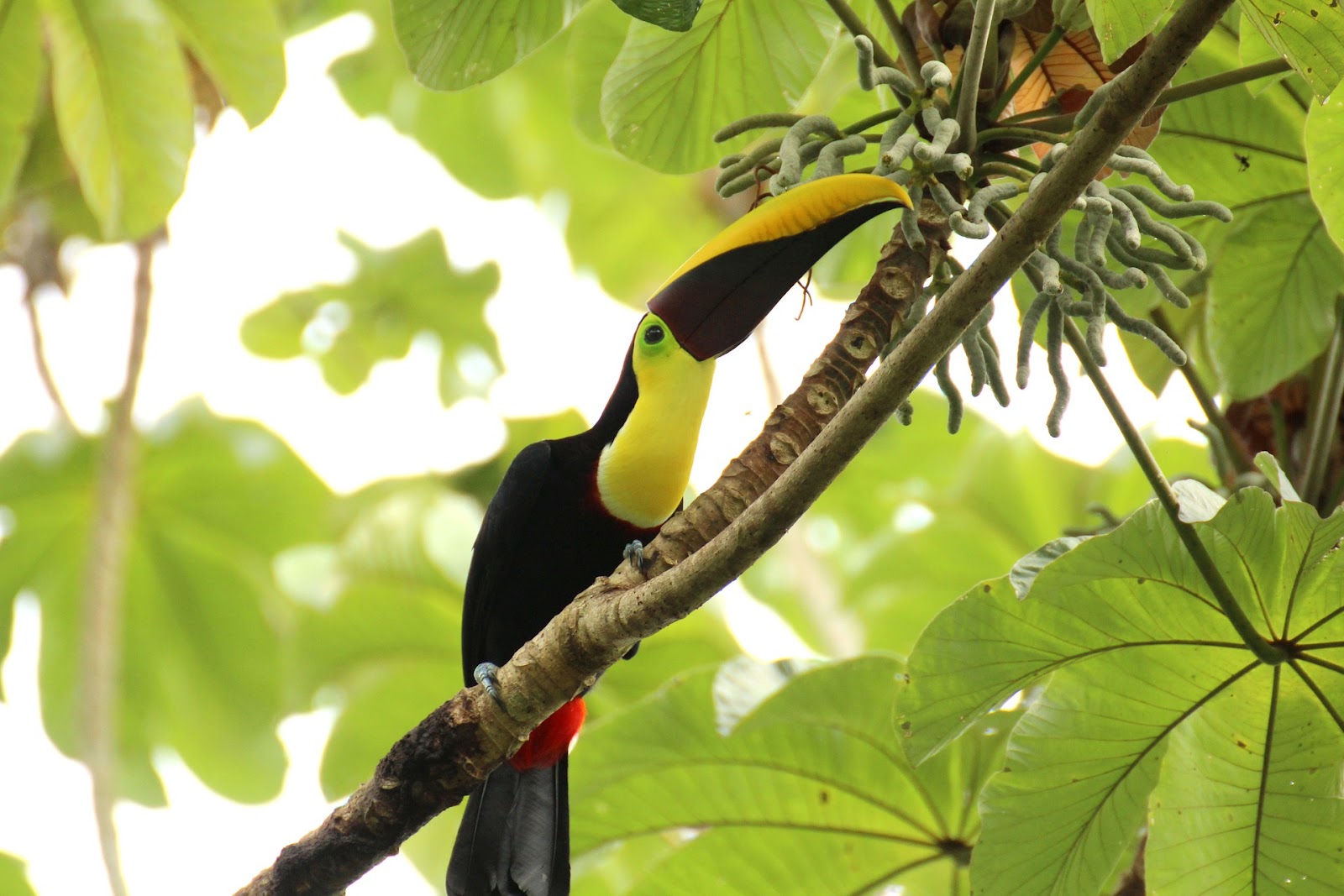 Toucans Of The Rainforest