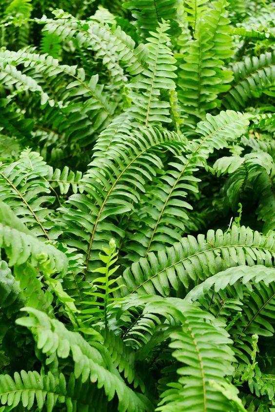 Boston Fern