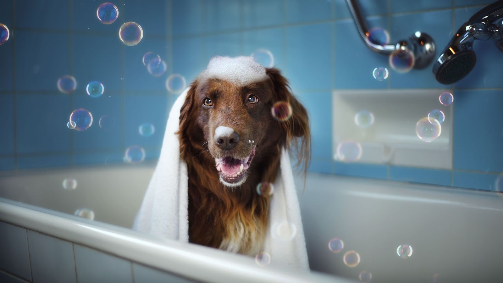long-haired brown dog having a bath with bubbles