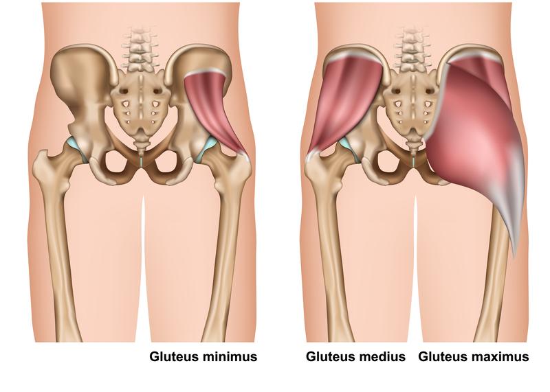 A diagram of the gluteus minimusDescription automatically generated