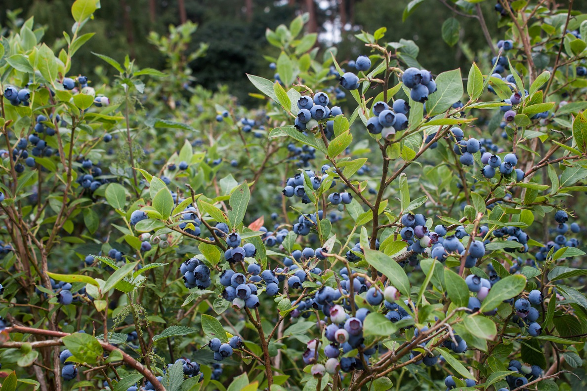 What kind of blueberries should I plant