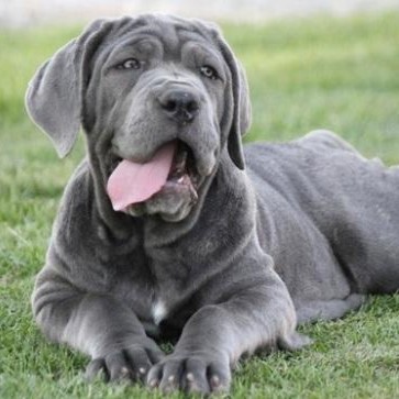 neapolitan mastiff