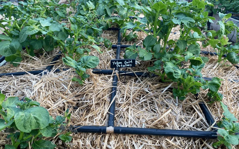 In a straw mulch