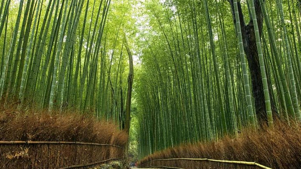 Bamboo Forests of Muthanga