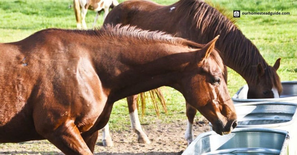 Solar Water Heater for Horses