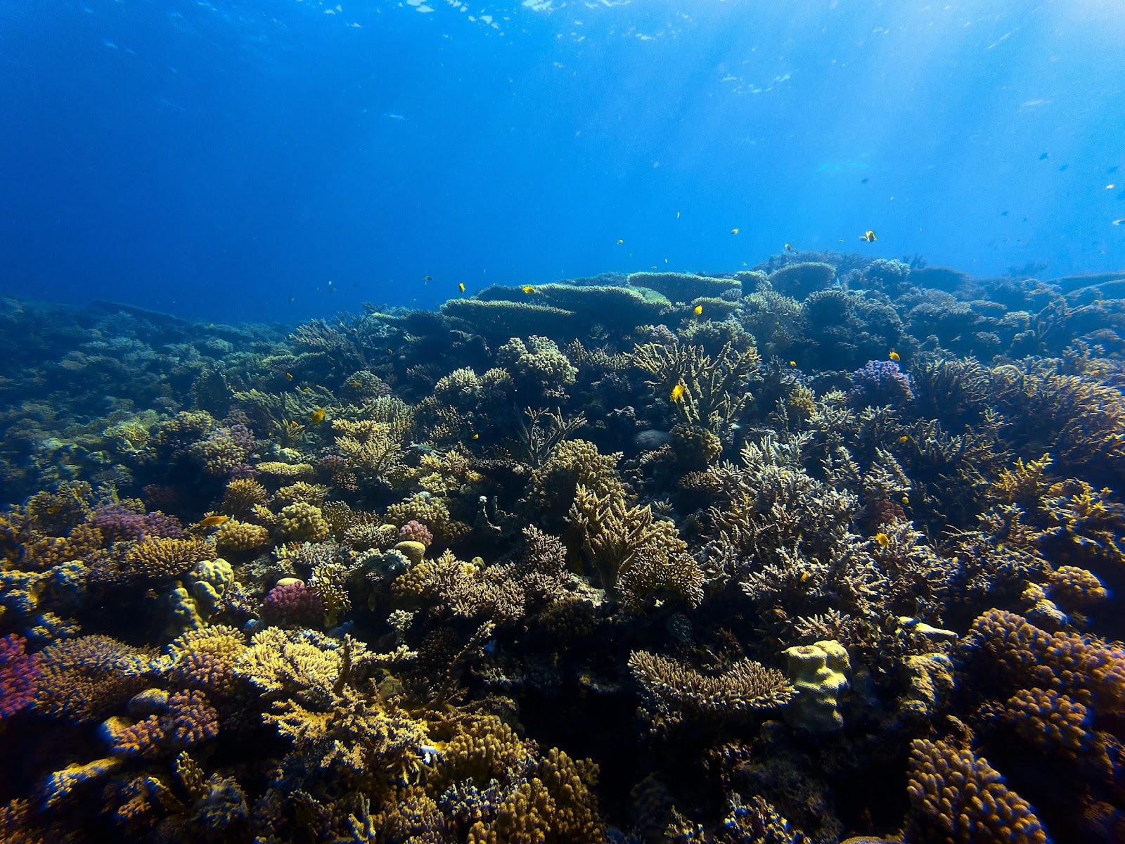 Beautiful brown and black coral reefs underwater.