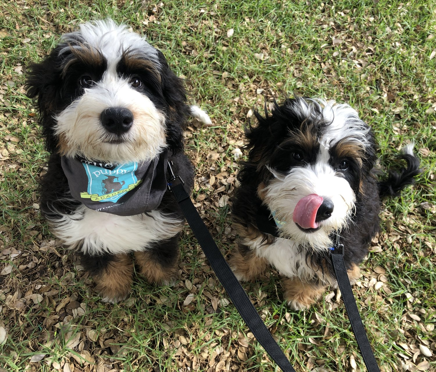 Bernedoodle
