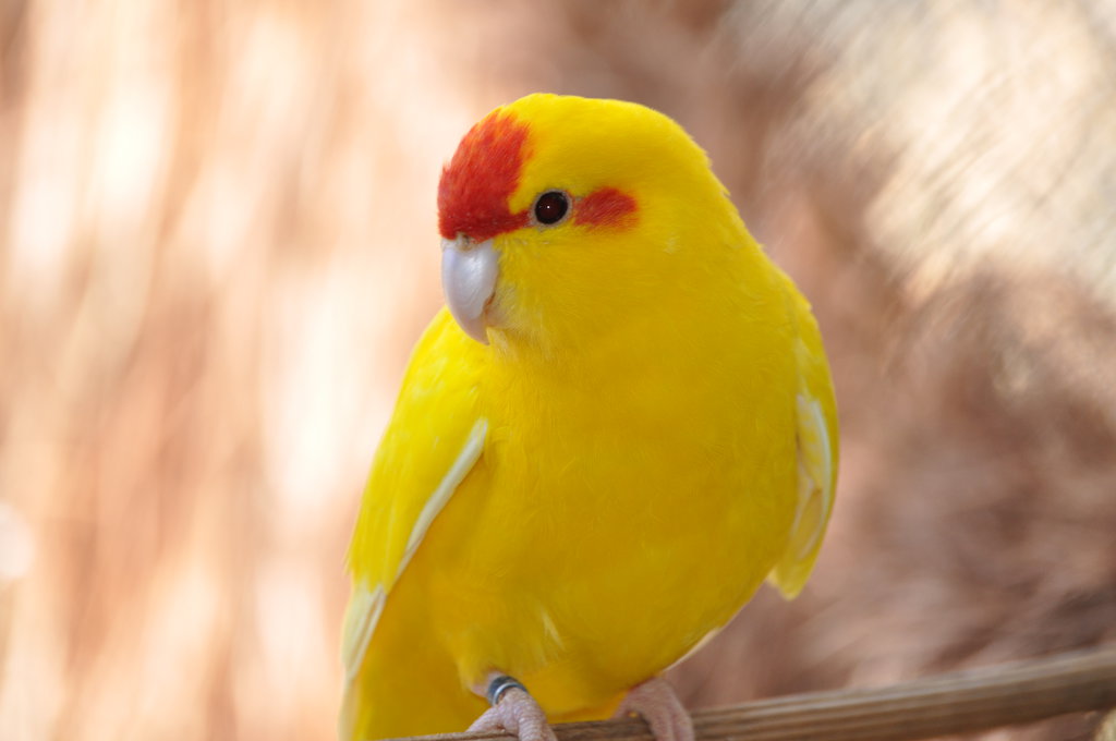 Quaker Parrot Yellow