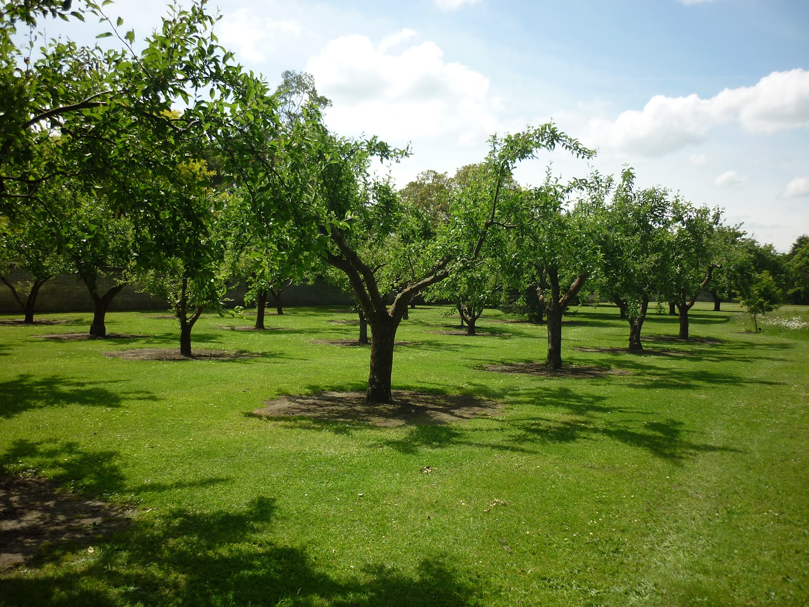 File:Orchard of Homerton