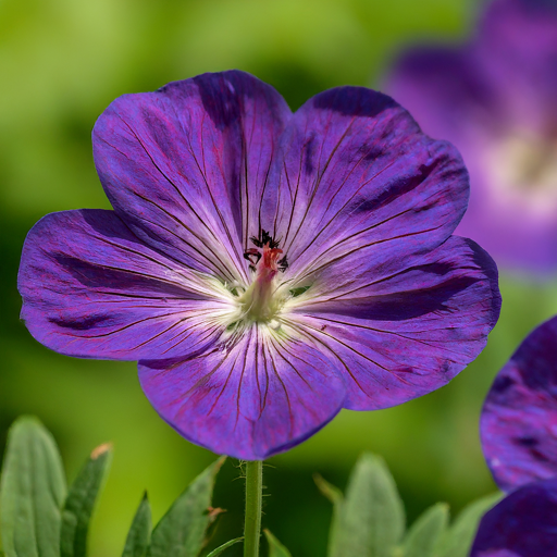 Geranium clouded