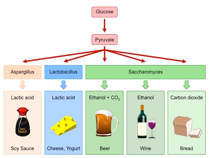 fermentation products