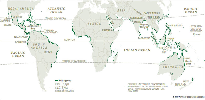 Global Status of Mangrove Cover