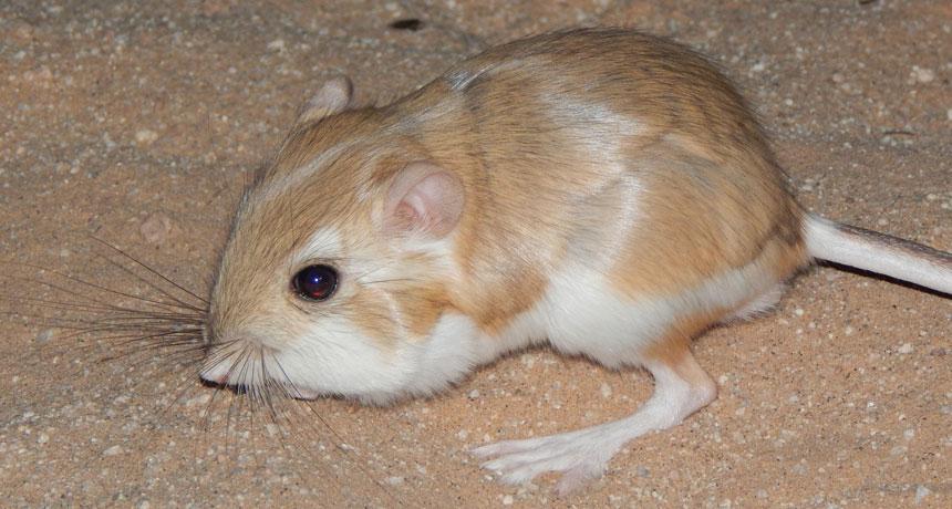 Watch a desert kangaroo rat drop-kick a rattlesnake | Science News