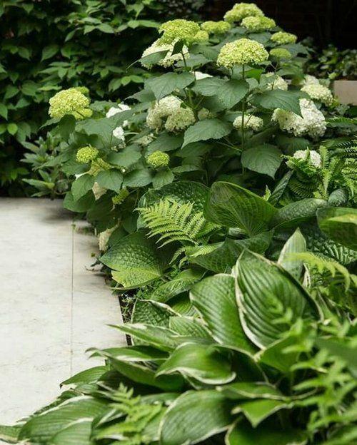 Ferns as Ground Cover 