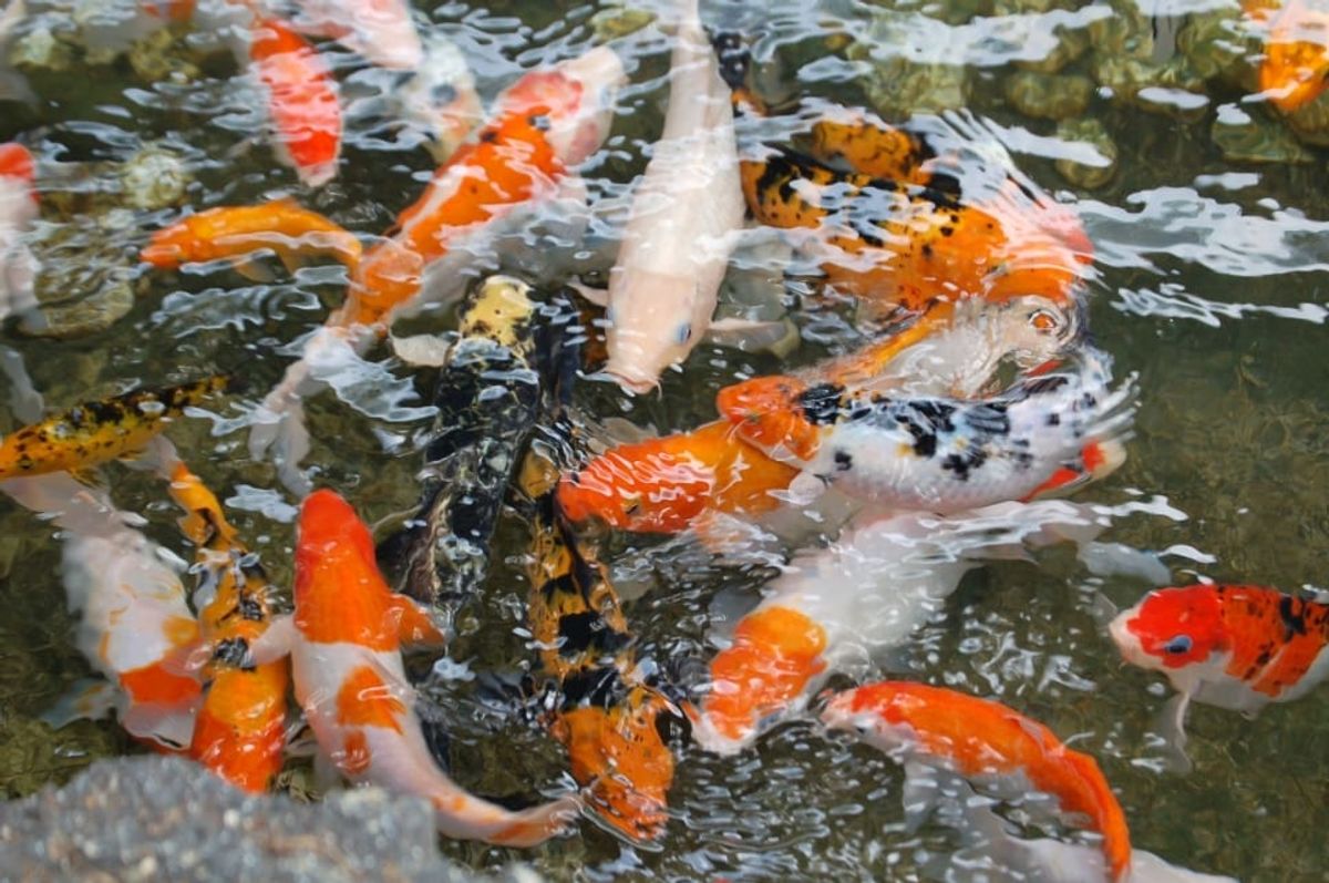Understanding the Symbolism of Orange Fish in Dreams