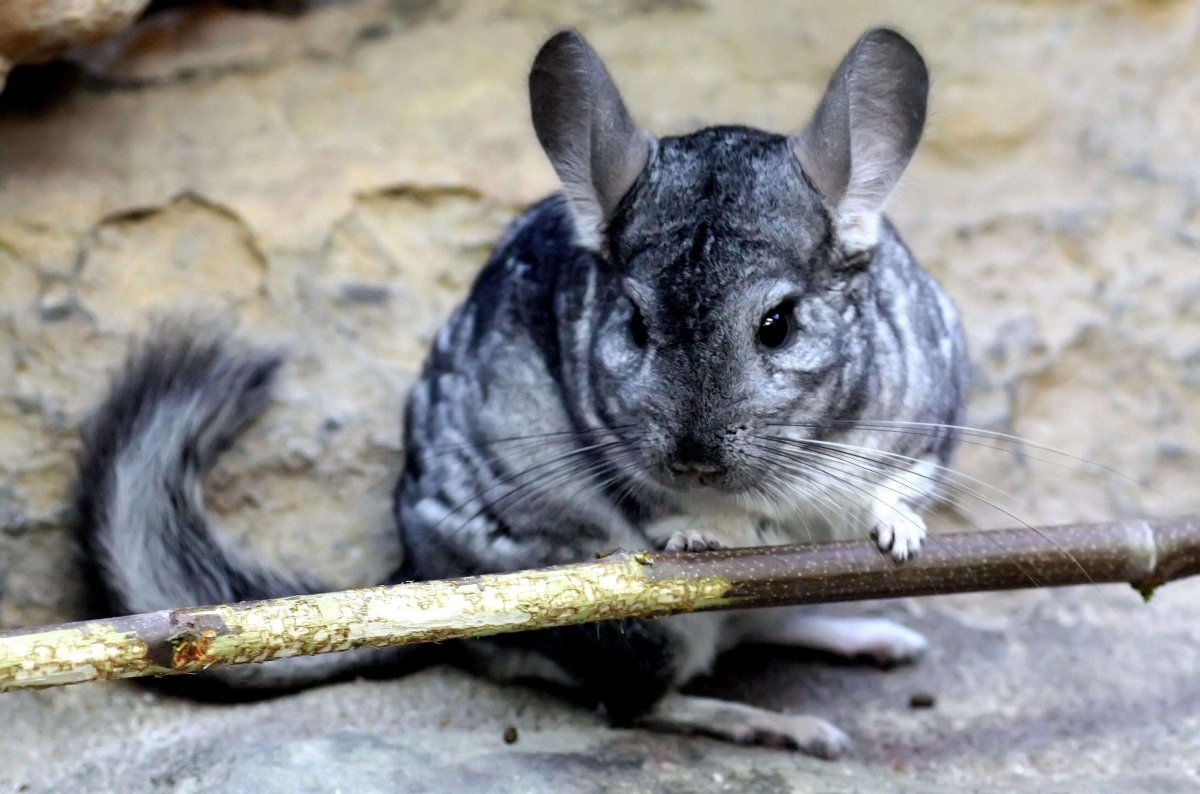 Can Chinchilla Live Alone