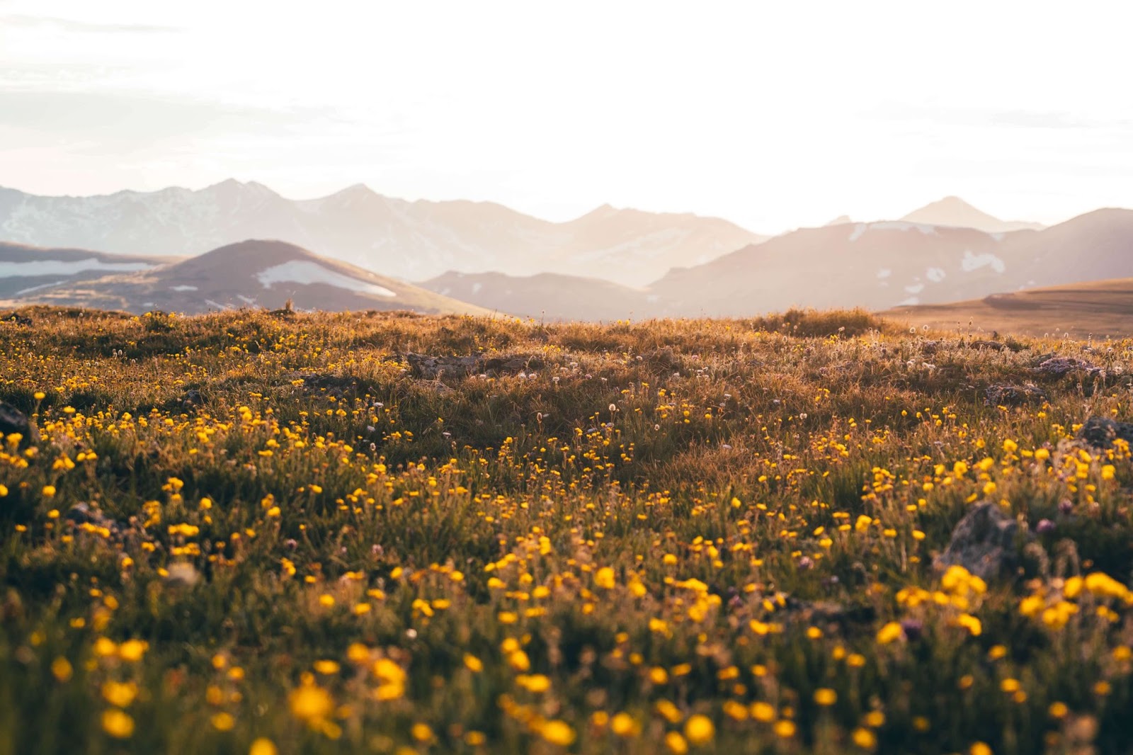 Flowers and mountain scenery at Rocky Mountain National Park