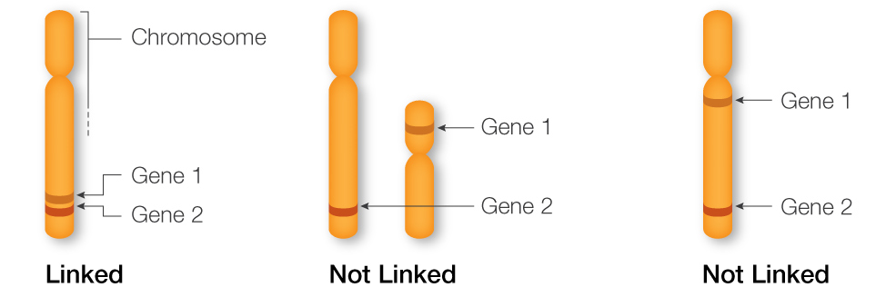 pautan pada gen merupakan penyebab penyimpangan Hukum Mendel
