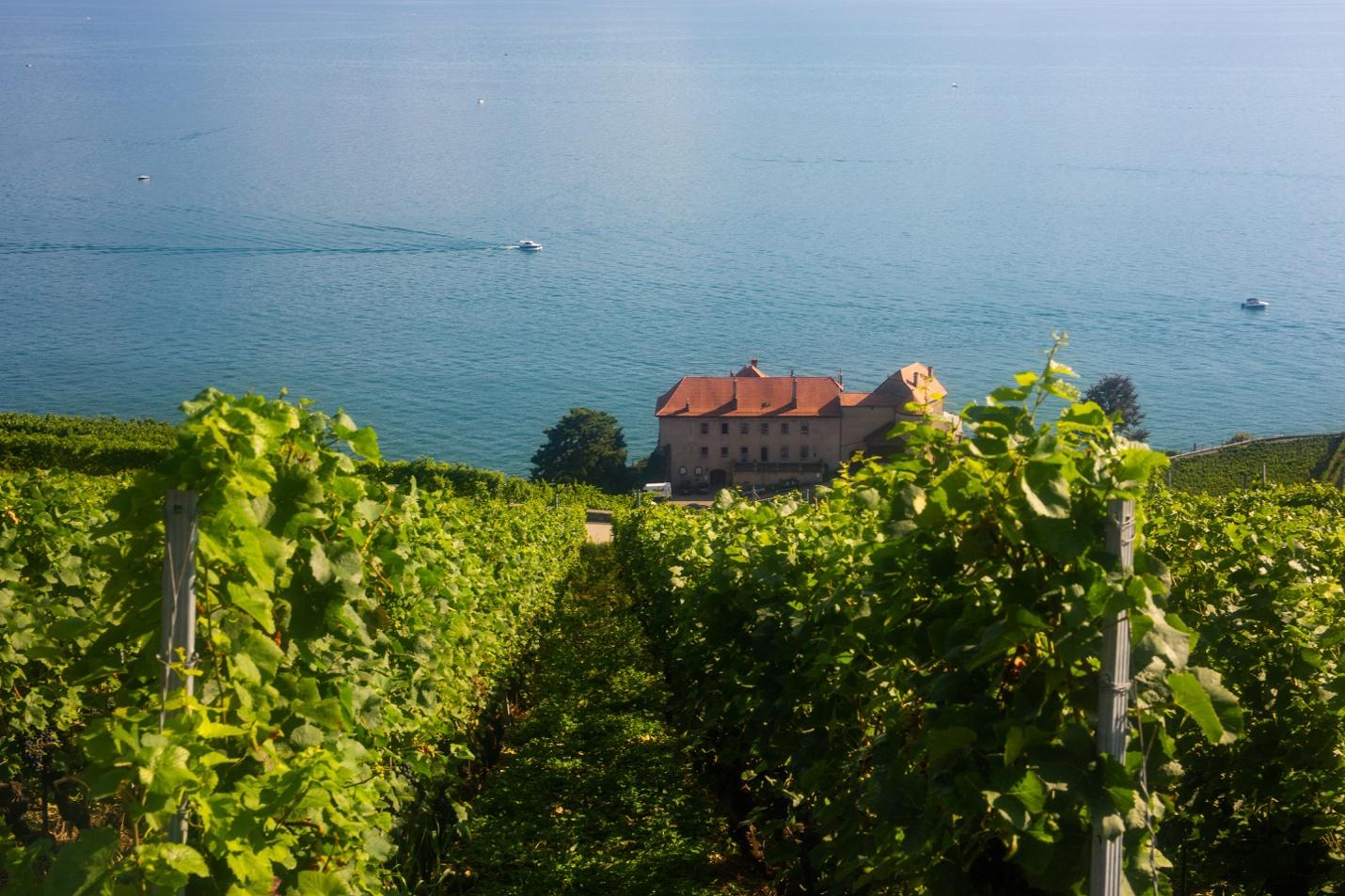 A vineyard with a house in the background

Description automatically generated