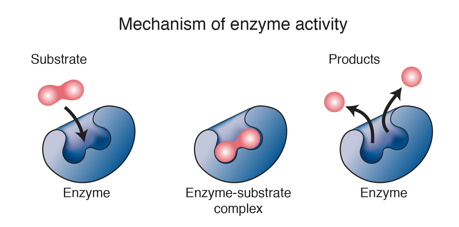 mechanism of enzyme activity