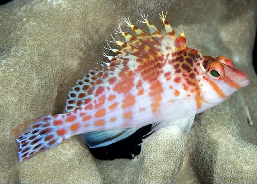 Types of Saltwater Fish - Reef fish - Hawkfish 