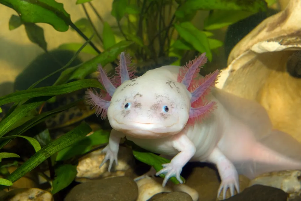 Can Axolotls Live Together