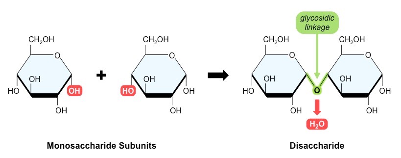 disaccharide