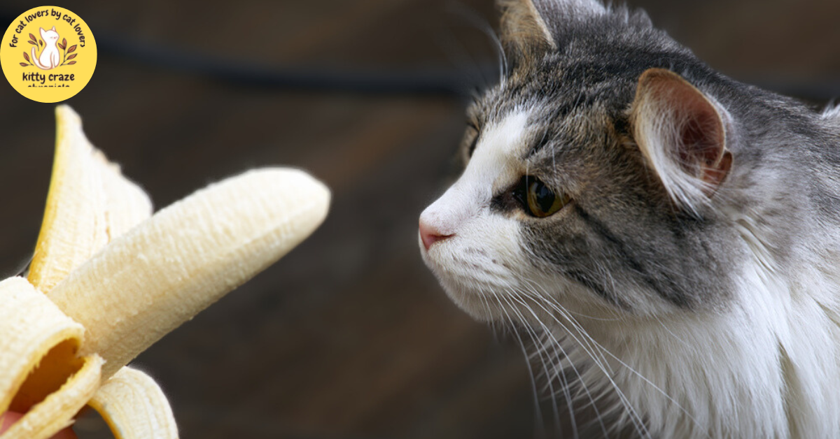 Why is my cat such a banana fan?