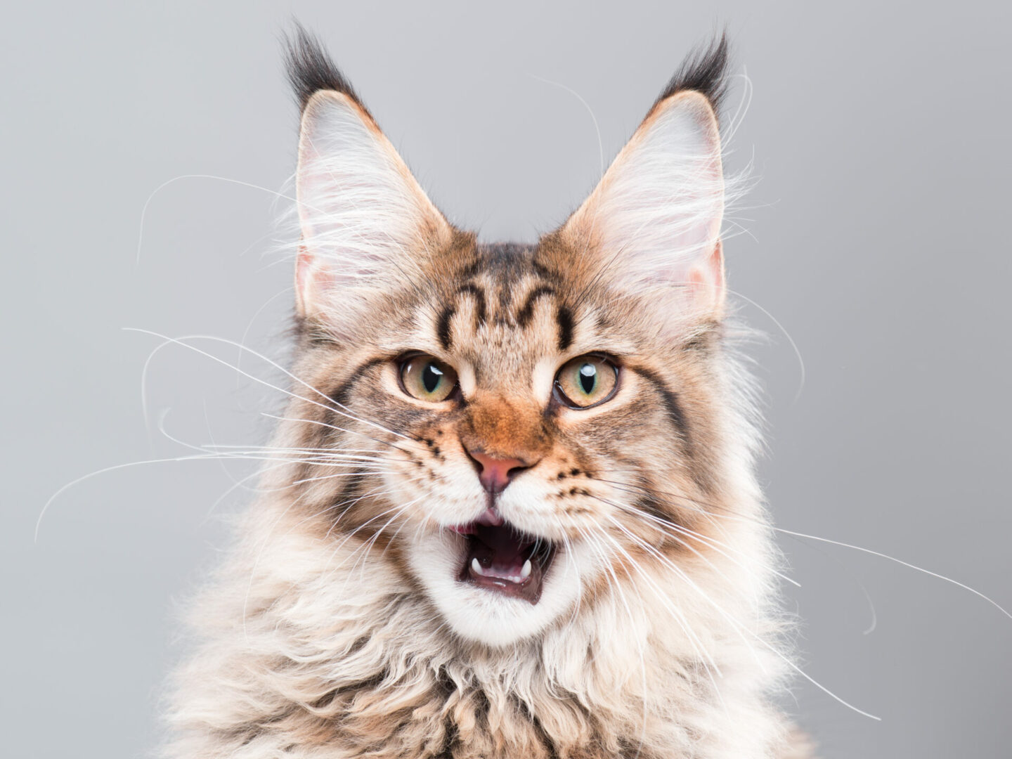 Maine Coon cat facts