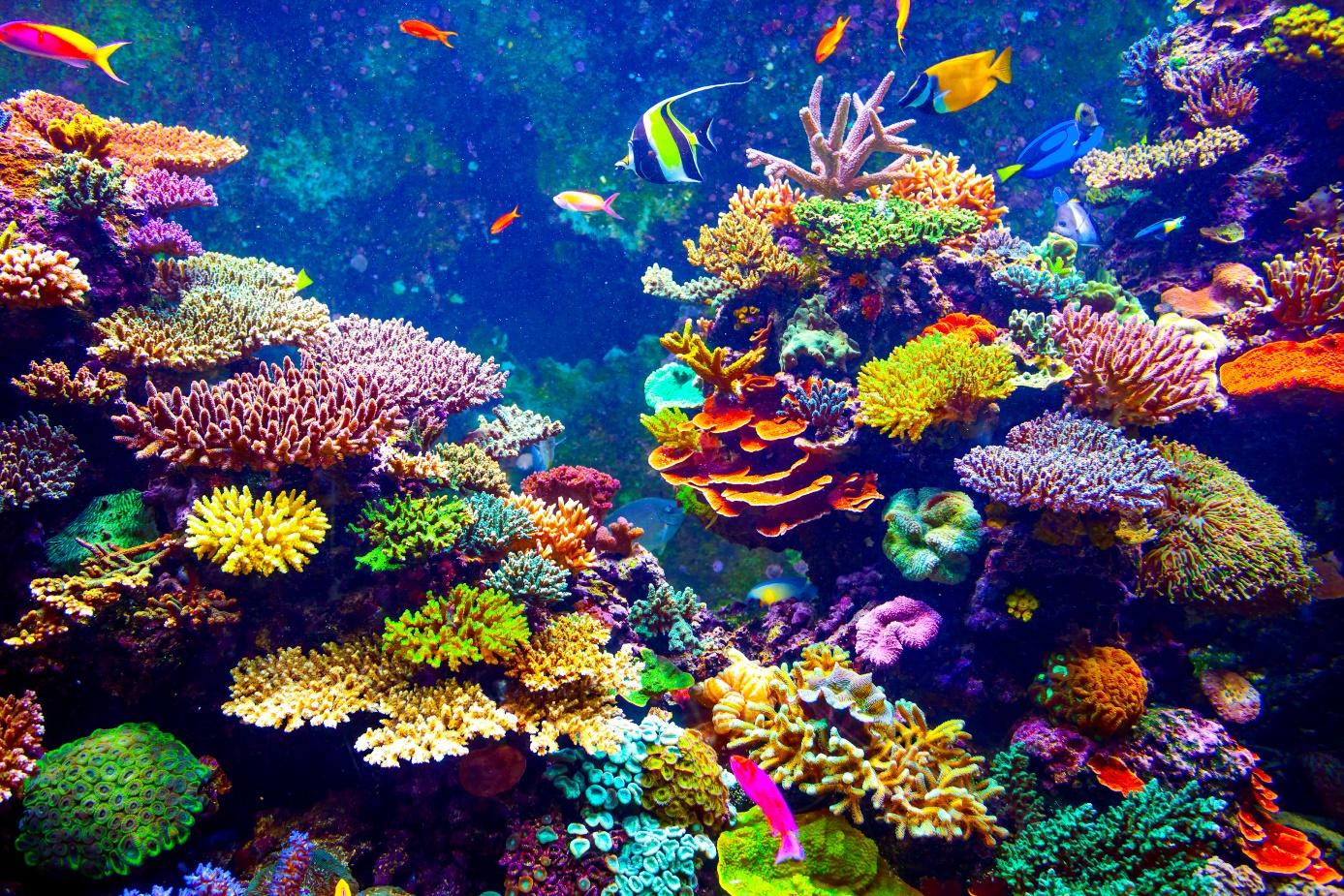 Kolorowa rafa, koralowiec, Egipt Marsa Alam i Hurghada, nurkowanie i snorkeling