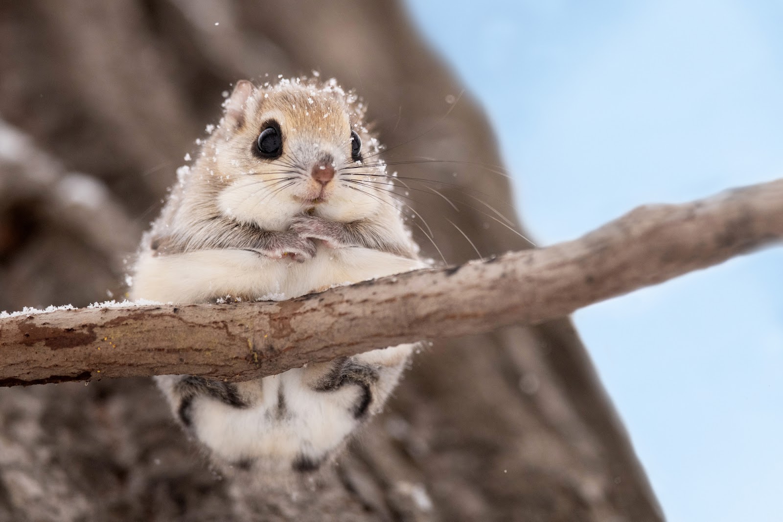 北海道で動物と触れ合えるおすすめ観光スポットを紹介！ここにしかいない野生動物にも会える